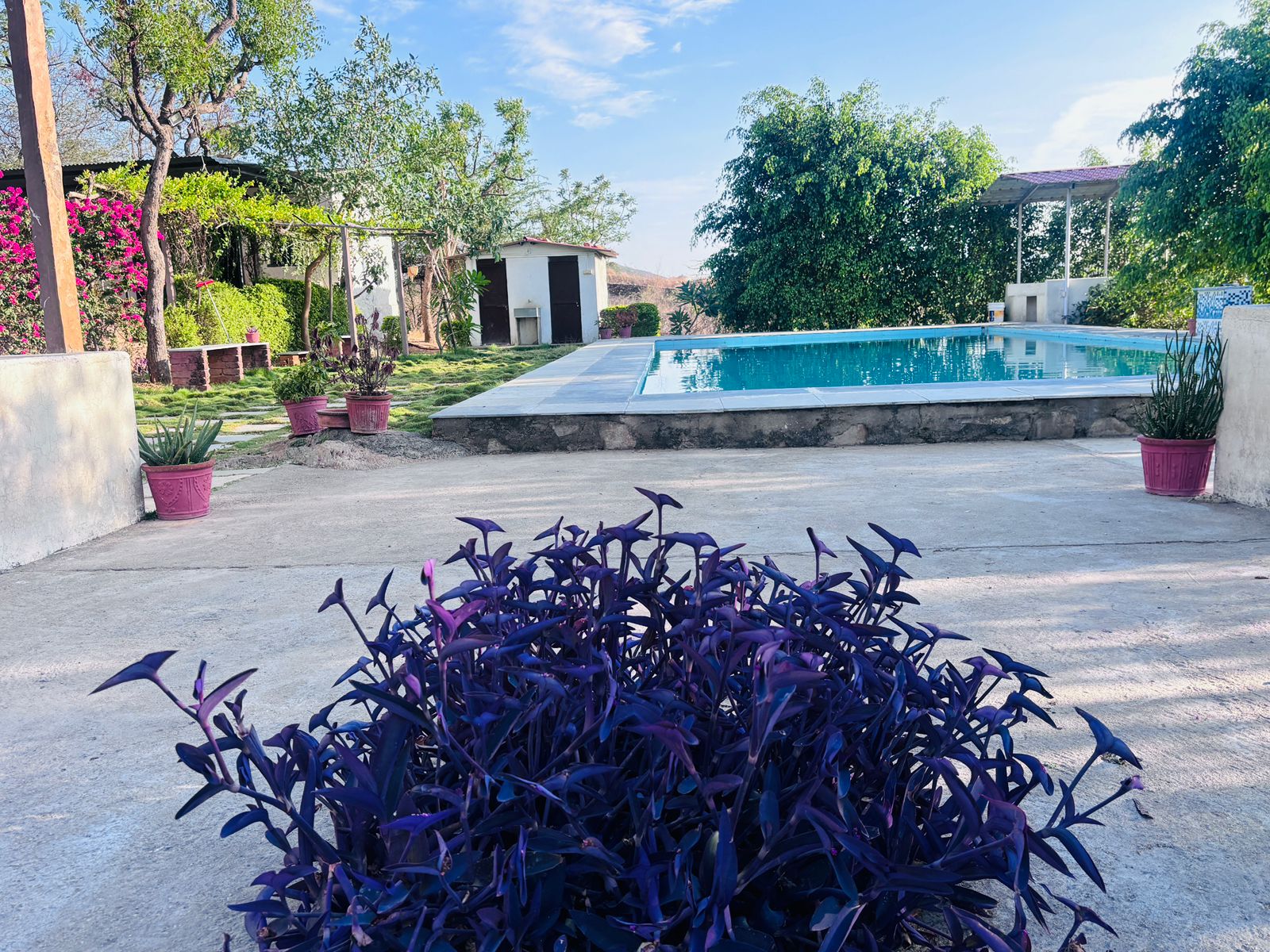 Poolside courtyard with purple plants in front